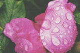 Flower Peddles and Dew Drops