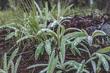 Close up of dew on underbrush in a morning forest