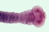 Image of the parasitic flatworm Taenia solium.