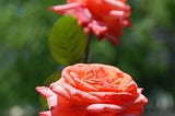 ‘Kissing Roses’ (Photo by Ramsey Hanhan, 2013)