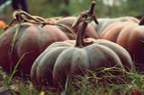 Grayish orangish dull-looking gourds . . . in a beautiful way.