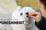 Why Punishment Has No Place In Dog Training