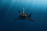 A large gray shark swimming in the ocean