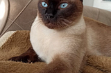 Exquisitely Royal — The Siamese Cat
