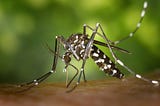 Using Big Transfer to predict malaria