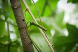 Young coiled tendril growing in a tight spiral on a small tree