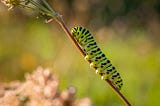 caterpillars die to be reborn & so should we