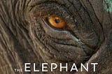 The Elephant Whisperers: The Inspiring True Story Behind the Oscar-Nominated Film