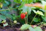 A ripe, red strawberry growing under green strawberry leaves.