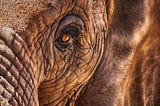 Close up of an elephant looking at the camera with its soulful amber eye.