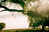 Sun rising through large oak branches