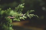 How to Plant the Seeds for Your Evergreen Content