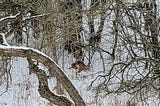 A coyote stands behind a deer carcass, facing the camera. Both coyote and deer are camouflaged amongst the surrounding bushes.