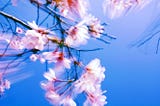 How to Make Cherry Blossoms Last Forever