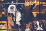 Want to Reduce Pet Surrenders? Protect Affordable Housing