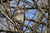 This great-horned owl has been spotted hanging out near the Bloomington visitor center at Minnesota Valley National Wildlife Refuge. Barred owls, bald eagles and a variety of hawks have also been spotted recently.
