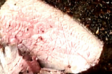 Peppercorn Roast Beef
