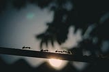Ants on a branch in the night