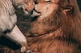 Untamed Love