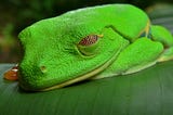 Red-eyed Tree Frog, Photo: Bernard Dupont, CC-BY-SA 2.0