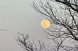 Full moon snagged in a tree branch.