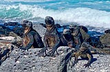 Picture of Marine Iguanas in Galapagos on the rocks