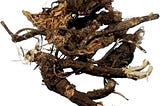 Healing with Osha Root