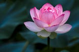 No Mud No Lotus: The art of transforming breaches through security improvement