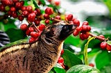 Poop Coffee Beans Peru