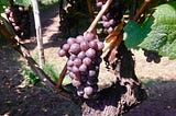 Fruit of Life