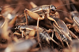 The Future Of Food Is Insects