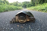 Turtles Hit the Road