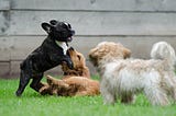 Dog Behaviors to Watch for When Dog Sitting
