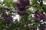Lilac’s Reach Beyond the Garden: From Walt Whitman to Claude Monet, Lilacs Sparked the Imagination…