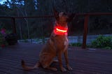 Dog Lights Are Actually Safety Lights for the Pet