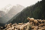 The Shepherding Movement: A Summary