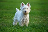 Mobile Grooming for Small Breeds: Tiny Dogs, Big Style