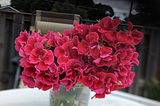 Flowers of Emogene