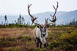 Engineering Guide — Caribou Protection Plan (CPP) and Linear Infrastructure