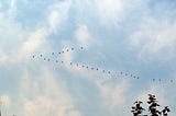 Geese flying in a “v” shape in the sky