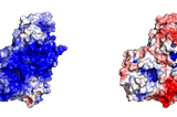 Surface charges of a protein at two different pH’s. Colour ramp from blue to red, reflects negative to positive charge.