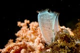 How Sea Squirts are Helping Us Fight COVID-19