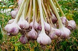 What are the health benefits of garlic?