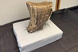 Mammoth tooth returns to Austin
