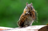 An adorable, fat squirrel clutches its tail with its small grabbies and sticks out it’s teeny toes.