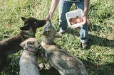 fooThe Leftovers Route to Dog Domestication