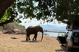 Elephant roaming in the campsite