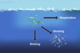 Phytoplankton LMEs Productivity Module as the Foundation of Marine Ecosystems