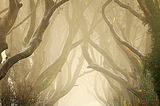 Morning mist at The Dark Hedges in Co. Antrim, Northern Ireland