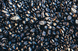 Building Mussels: Strengthening Habitat through Shellfish